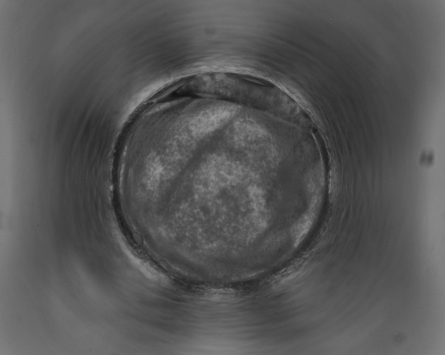 X0000088870438200707061351