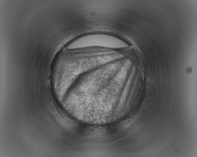 X0000088870443200707061351