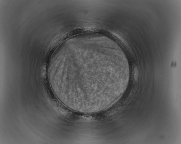 X0000088870502200707061350