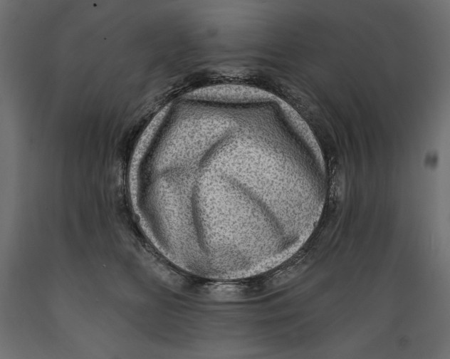 X0000088870518200707061350