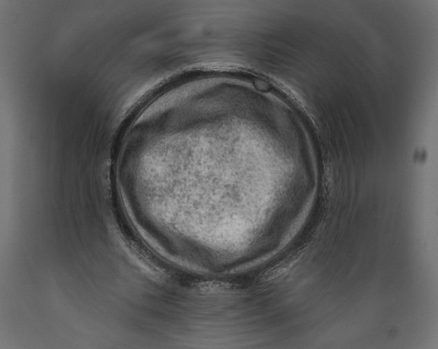 X0000088870535200707061349