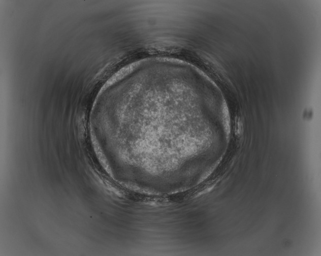 X0000088870915200707061344