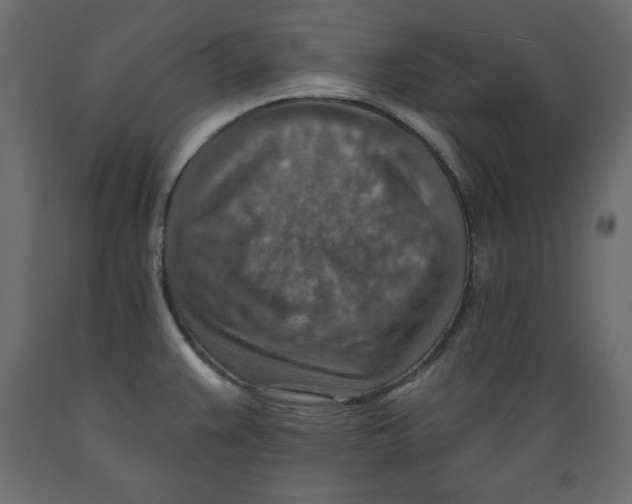 X0000088871383200707061338