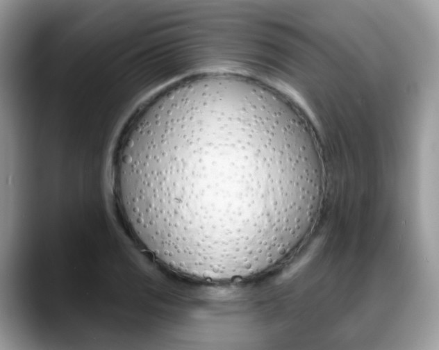 X0000088881125200706080735