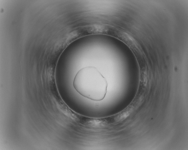 X0000088880326200706081247