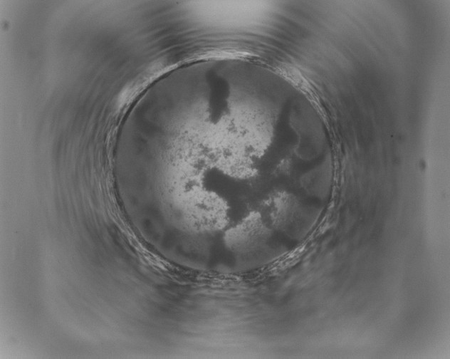 X0000088880337200706081246