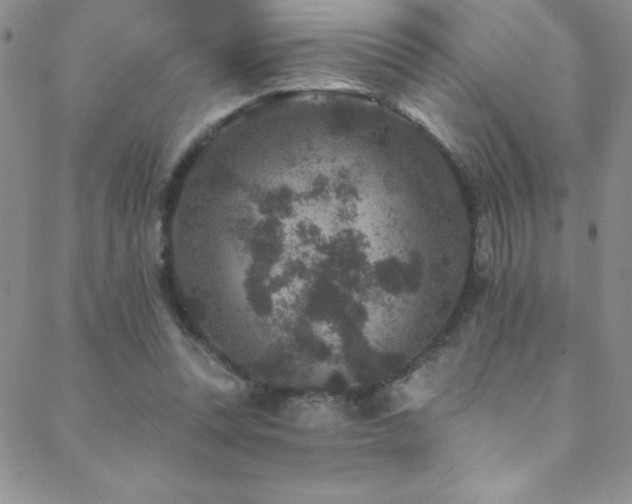 X0000088880351200706081246