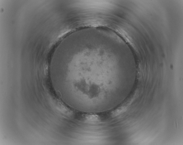 X0000088880355200706081247