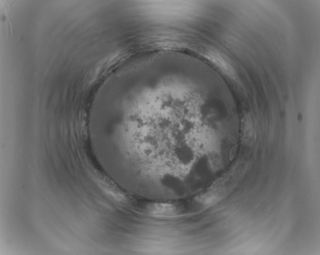 X0000088880361200706081247