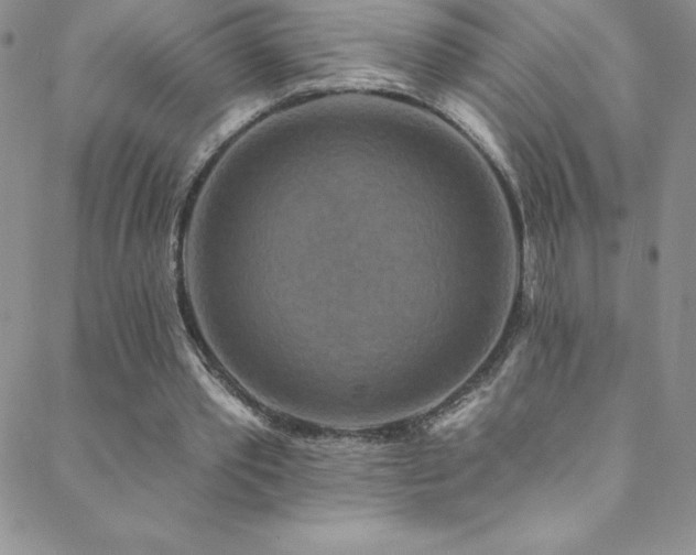 X0000088880389200706081246