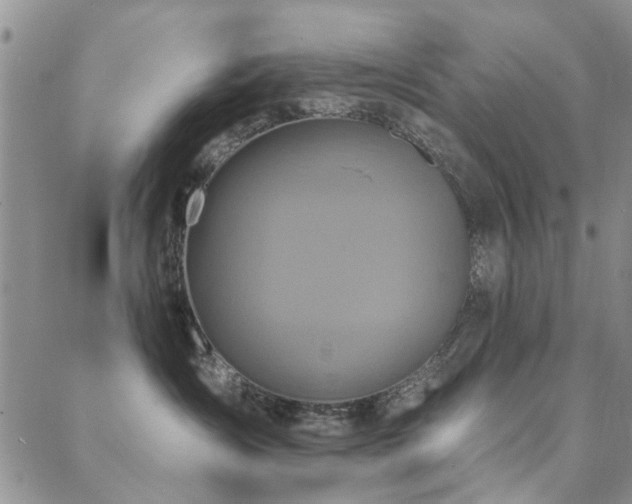 X0000088880431200706081246