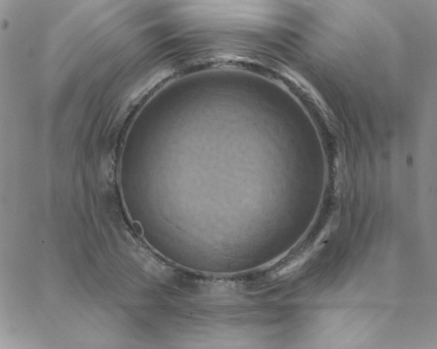 X0000088880785200706081239