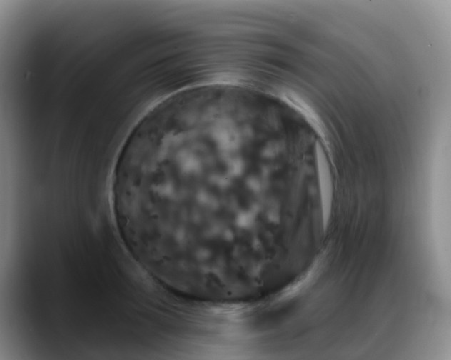 X0000088880899200706151809