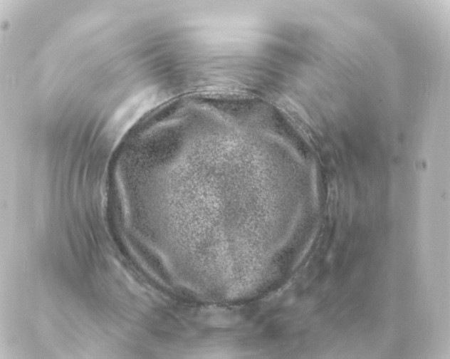 X0000088880290200706221821