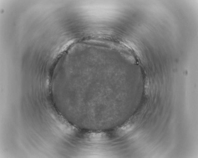 X0000088880314200706221821