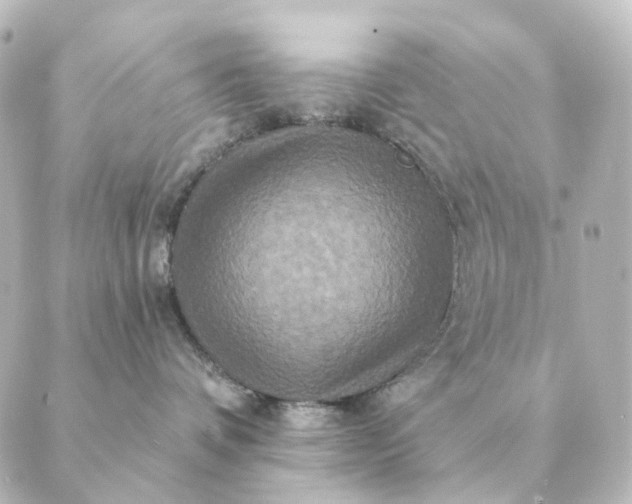 X0000088880336200706221821