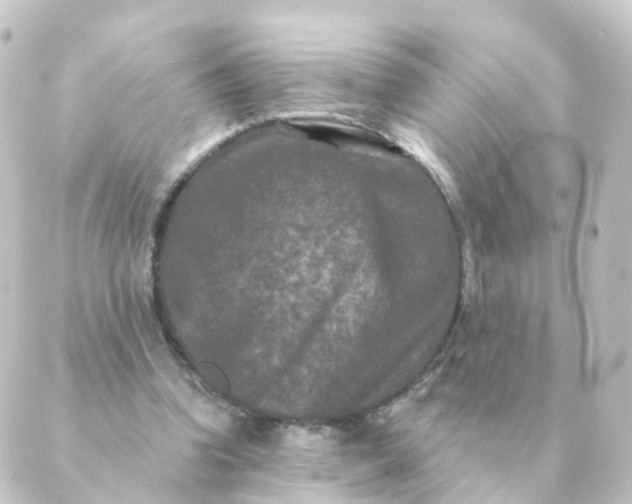 X0000088880346200706221820