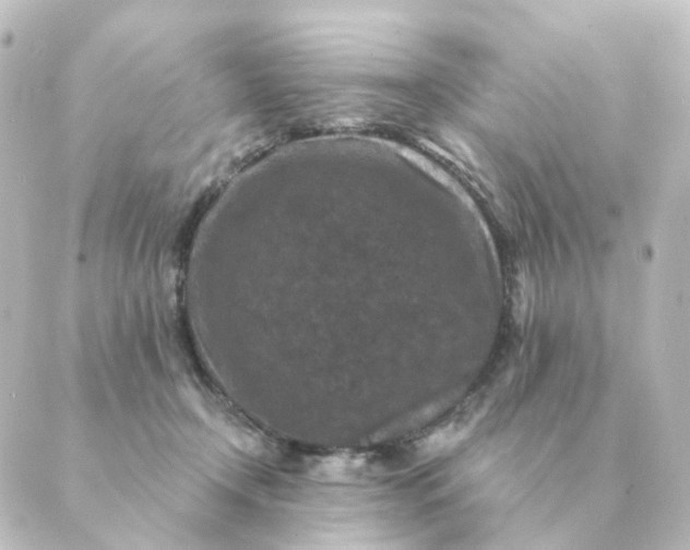 X0000088880366200706221820