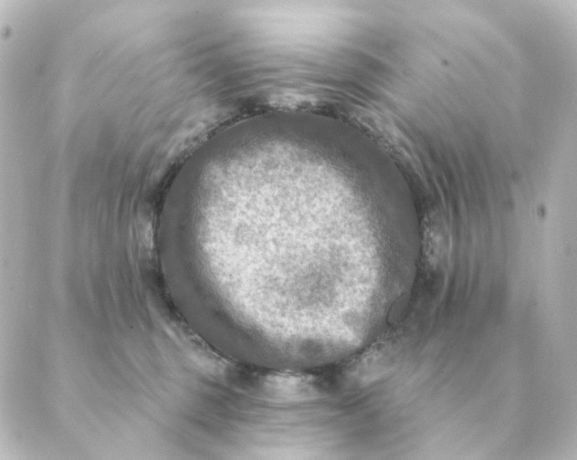 X0000088880375200706221820