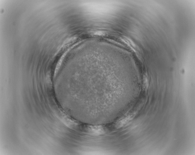 X0000088880377200706221820