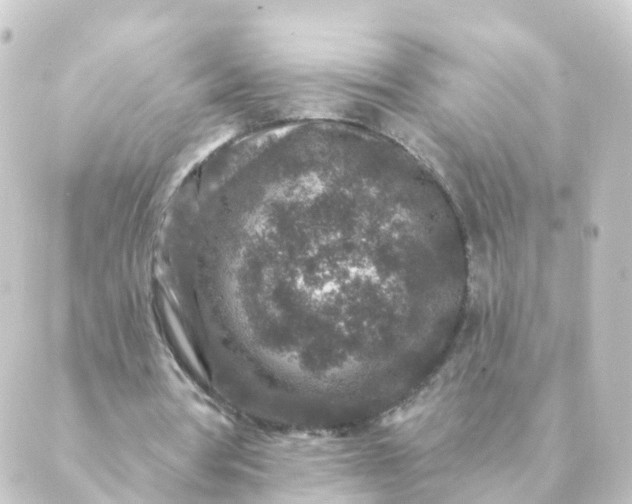 X0000088880386200706221820