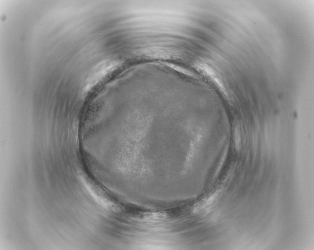 X0000088880398200706221820