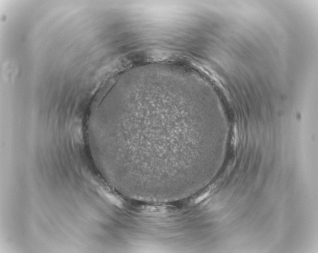 X0000088880524200706221818