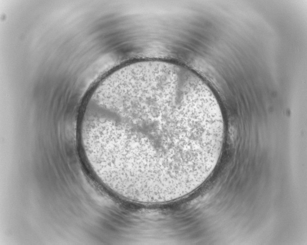 X0000088880534200706221817