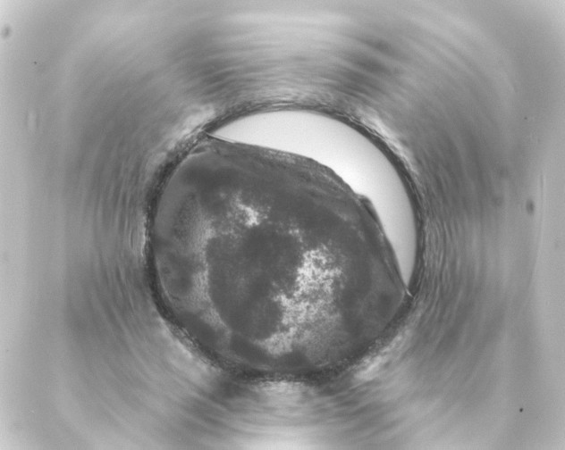 X0000088880637200706221815