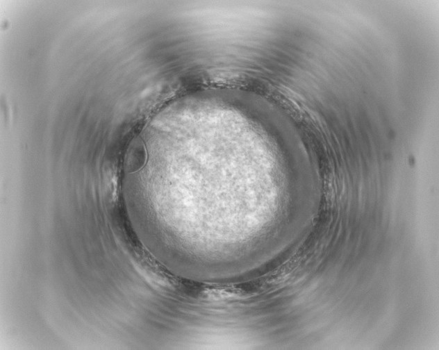 X0000088880703200706221815