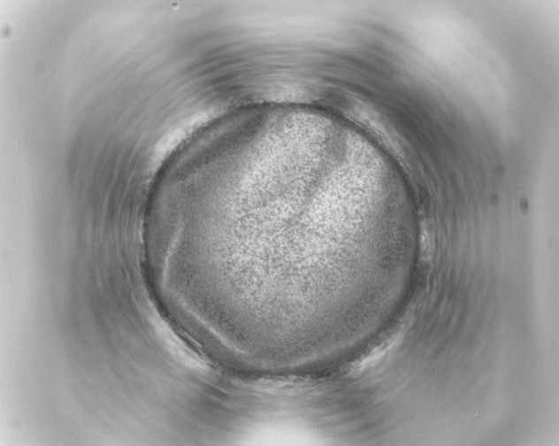 X0000088880725200706221814