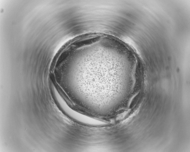 X0000088880924200706221811