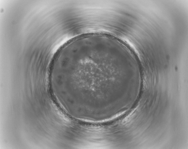 X0000088880975200706221810