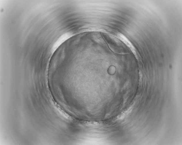 X0000088881002200706221810