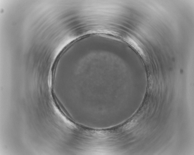 X0000088881084200706221808