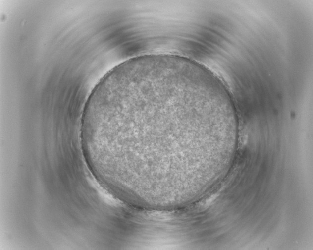 X0000088881086200706221808