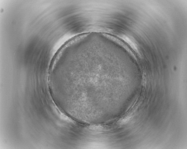 X0000088881094200706221808