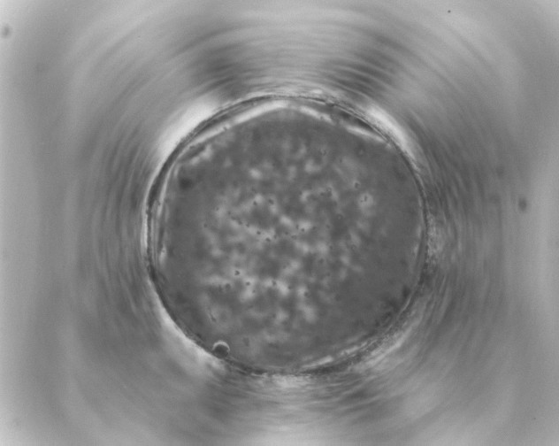 X0000088881095200706221808