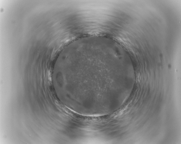 X0000088881106200706221807