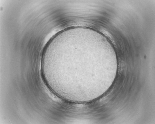 X0000088881130200706221808