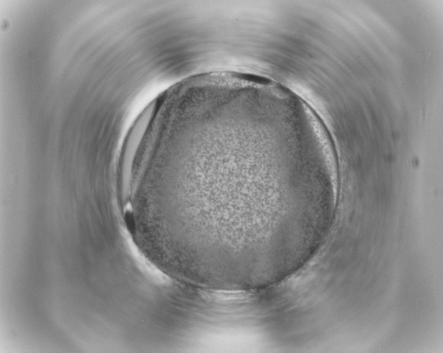 X0000088881152200706221808