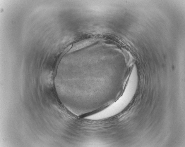 X0000088881156200706221807