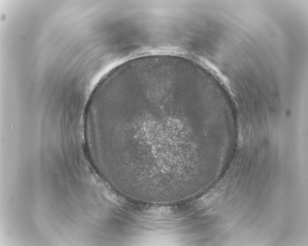 X0000088881174200706221807