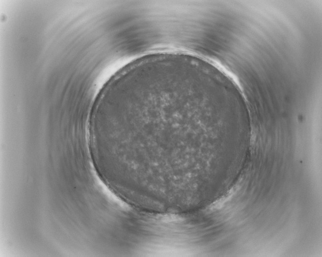 X0000088881239200706221806