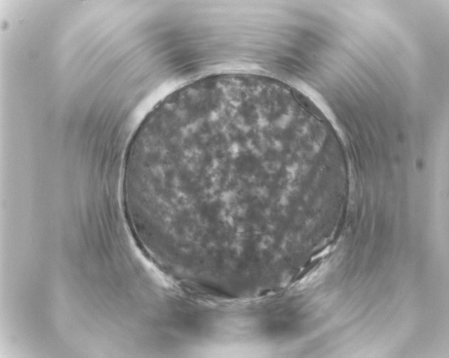 X0000088881245200706221807