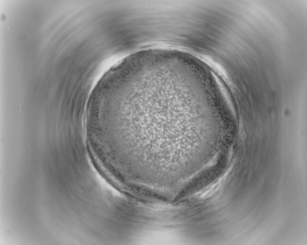 X0000088881247200706221807