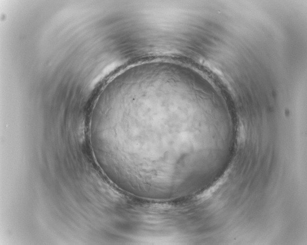 X0000088881306200706221804