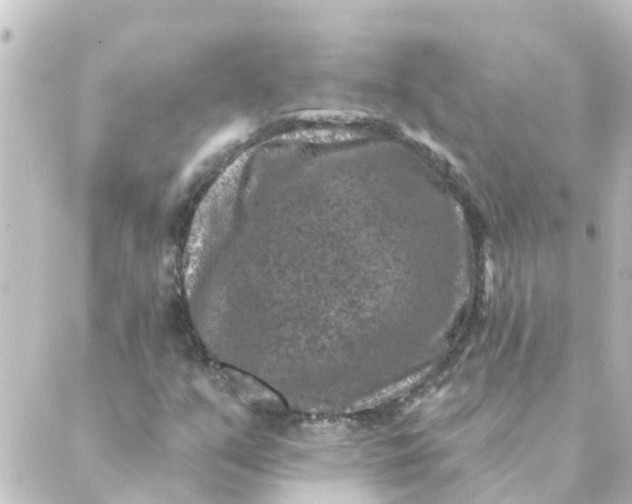 X0000088881351200706221804