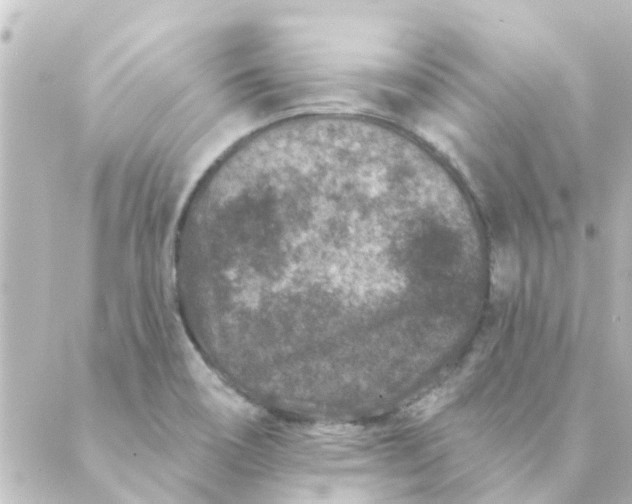 X0000088881466200706221802