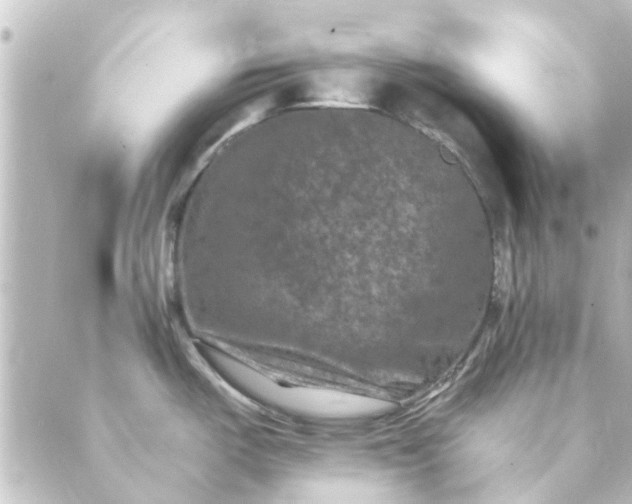 X0000088881487200706221802